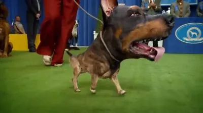 Le Doberhuaha d’Audi envahit les écrans du Super Bowl